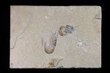 Two Cretaceous Fossil Shrimp - Lebanon #154575-1